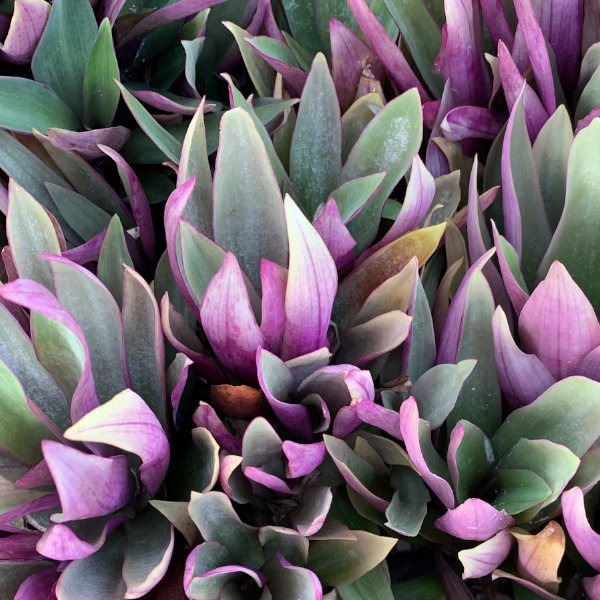 Purple and green plant leaves in Cancún, Mexico